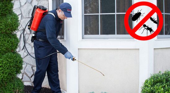 Çayıralan Uçan Haşere İlaçlama böcek ilaçlama ve haşere kontrolü — ilaclama-tr.com